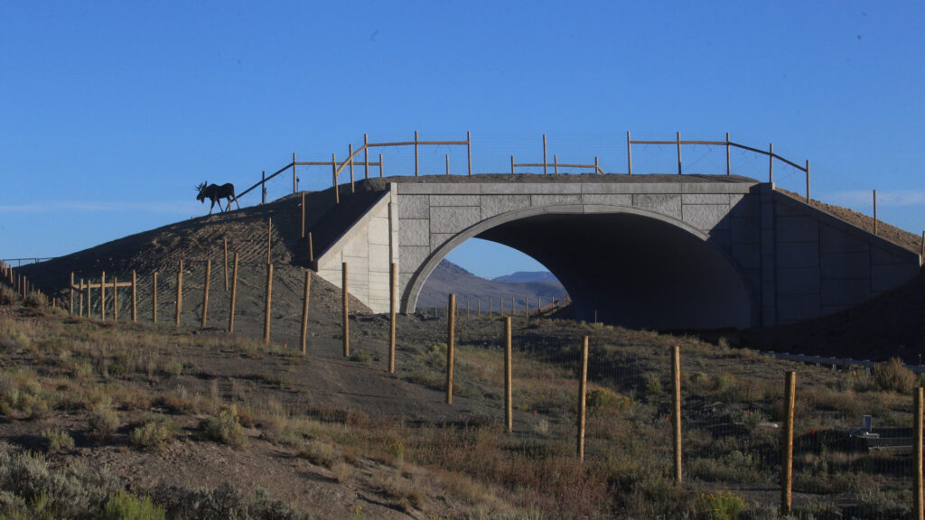 A moose uses a wildlife overpass