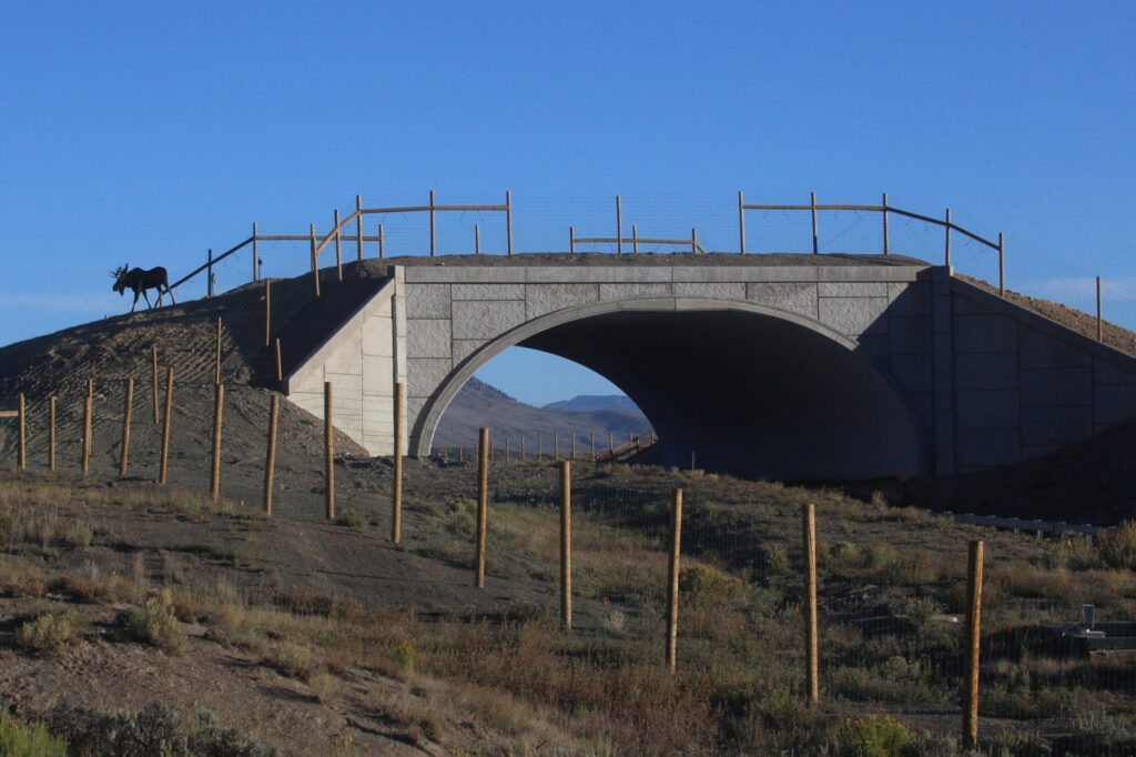 Wildlife overpass structure with a moose