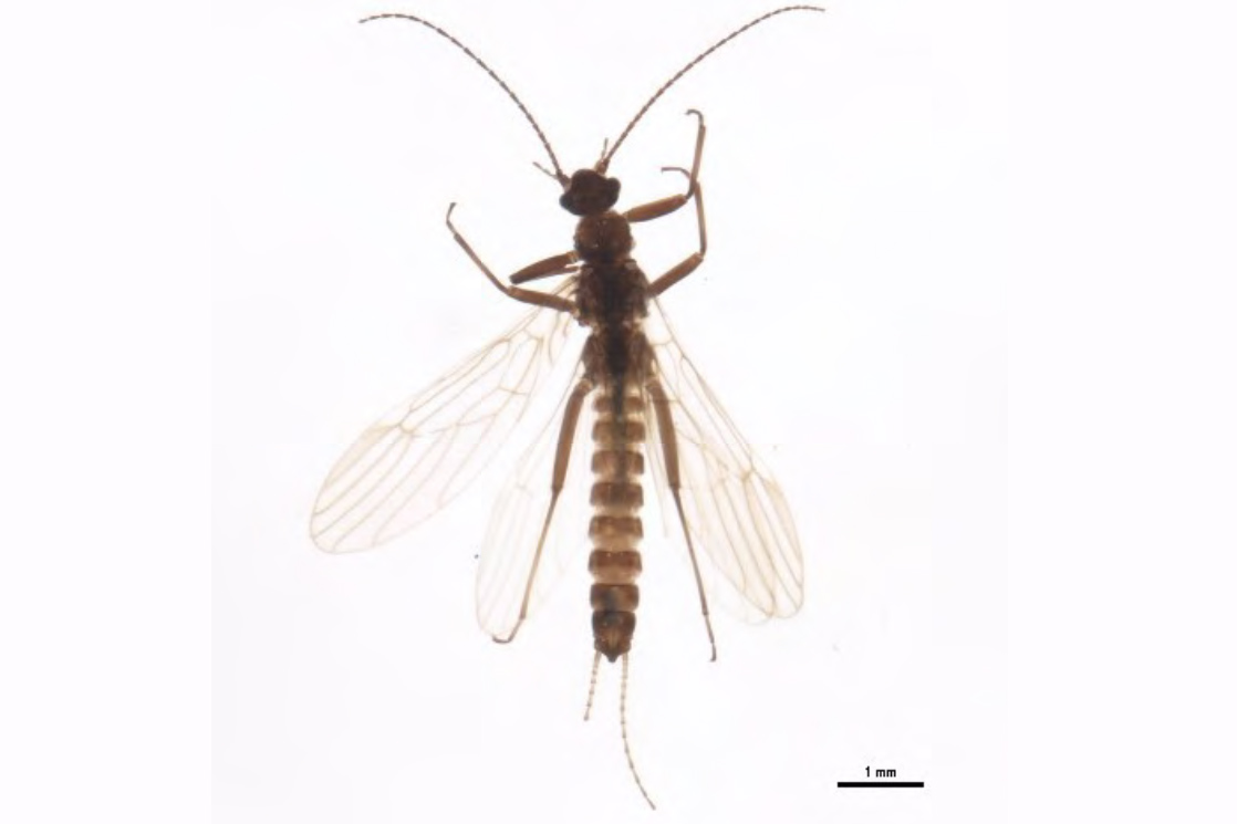 Arapahoe Snowfly