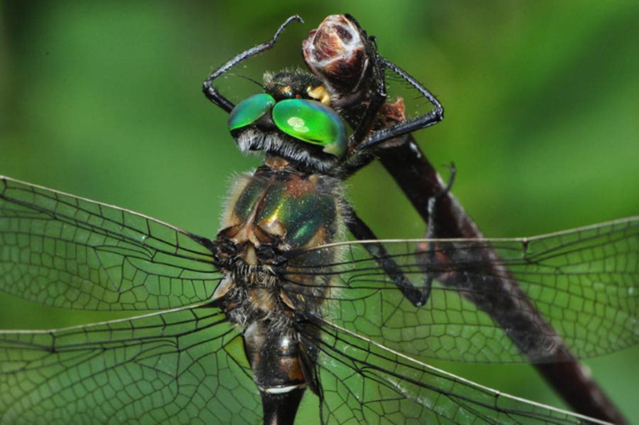 Hudsonian Emerald Dragonfly
