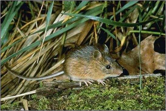 Preble's Meadow Jumping Mouse