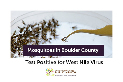 Mosquitoes in Boulder County Test Positive for West Nile Virus