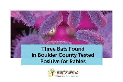 Three Bats Found in Boulder County Tested Positive for Rabies
