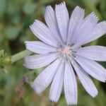 Chicory flower