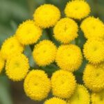 Common Tansy