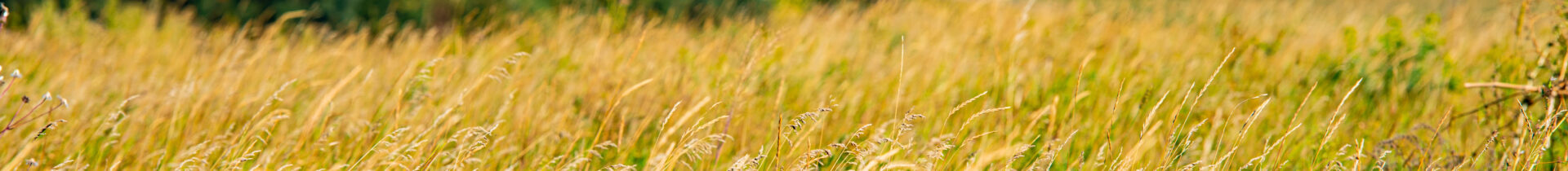 Decorative image of gold color, long grass in a field