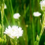 Hoary Alyssum flower