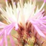 Hybrid Knapweed flower