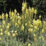 Hybrid Toadflax flower