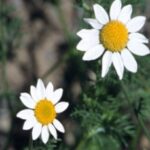 Mayweed Chamomile flower