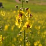 Moth Mullein flower