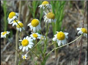 Scentless Chamomile Flower