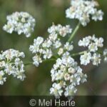 Wild Caraway flower