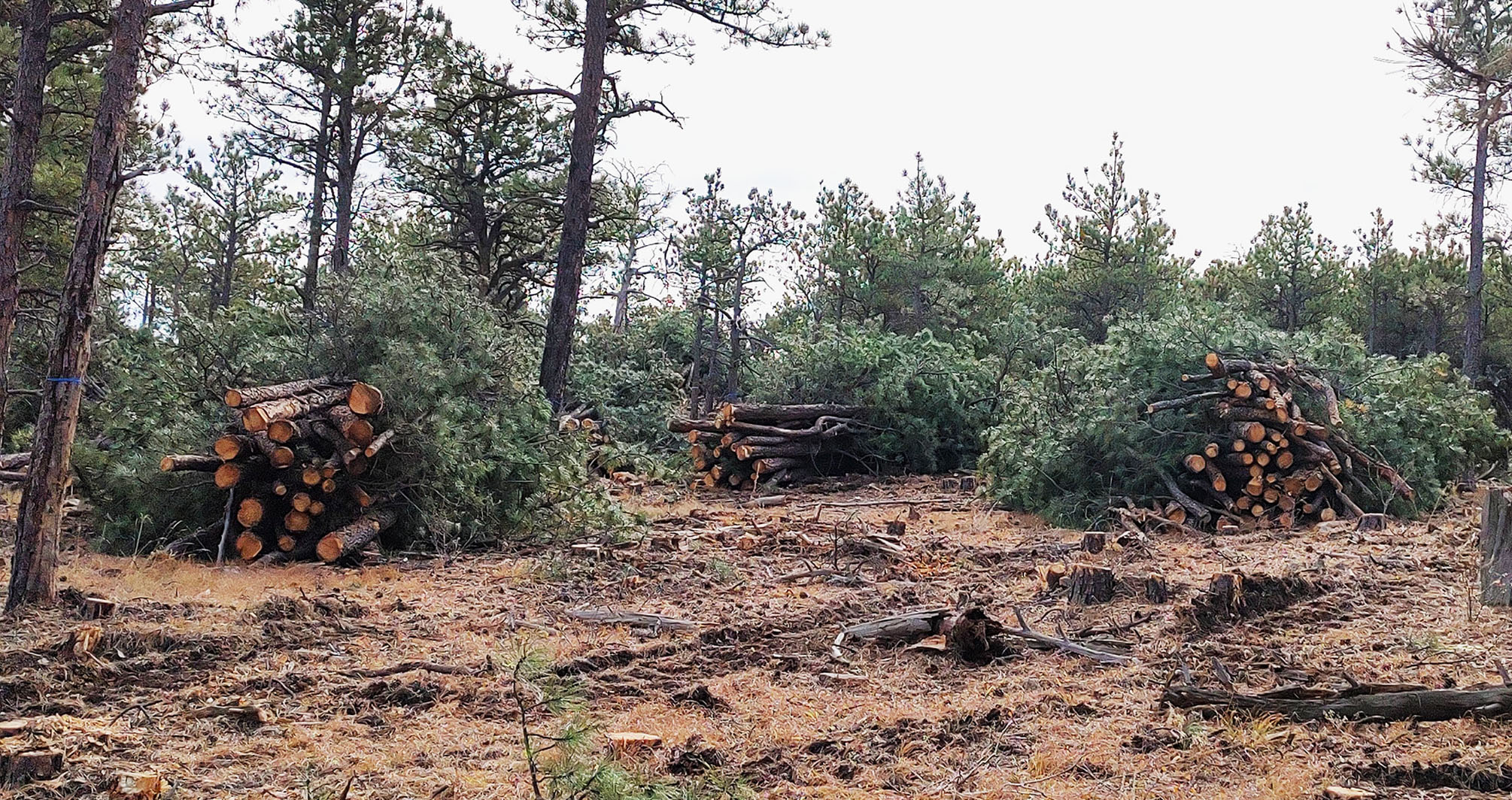 Scene in the forest with cut pine trees and slash piles.