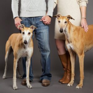 Bottom half of a man and a woman holding hands with two dogs in front of them. 