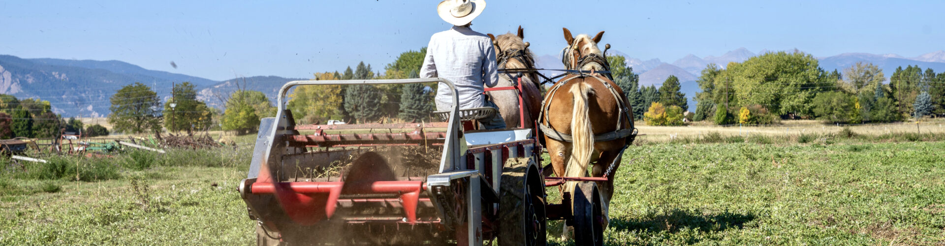 Two Belgian draft horses with golden-brown coats and straw-colored manes pull a red compost cart across a field at Light Root Community Farm in Boulder, Colorado. A man, wearing a light blue long-sleeve button-down shirt and a white cowboy hat, drives the cart, holding the reins as the horses move away from the camera. The sky is cloudless and bright blue. In the distance are green and yellow deciduous trees, evergreen trees, and the snow-covered peaks of the Rocky Mountains.