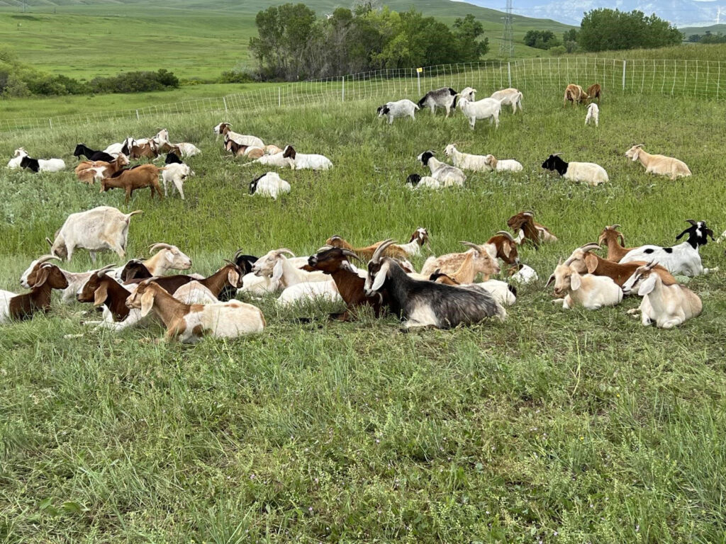 A group of cute goats resting on a grassy hillside on the plains with a fence and trees in the background.