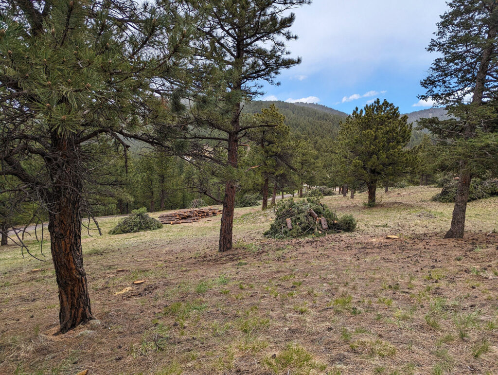 A forested foothills landscape in Boulder County, Colorado, with a partial clearing. In the foreground, several tall coniferous trees stand with dark, textured trunks and dense, green needle-covered branches. The ground is a mixture of dry, brown grass and patches of fresh green grass. Small piles of cut branches and logs are scattered across the clearing from recent wildfire mitogationwork. In the background, the forest extends up a hillside, with more coniferous trees covering the landscape under a sky that is partly cloudy, with glimpses of blue.