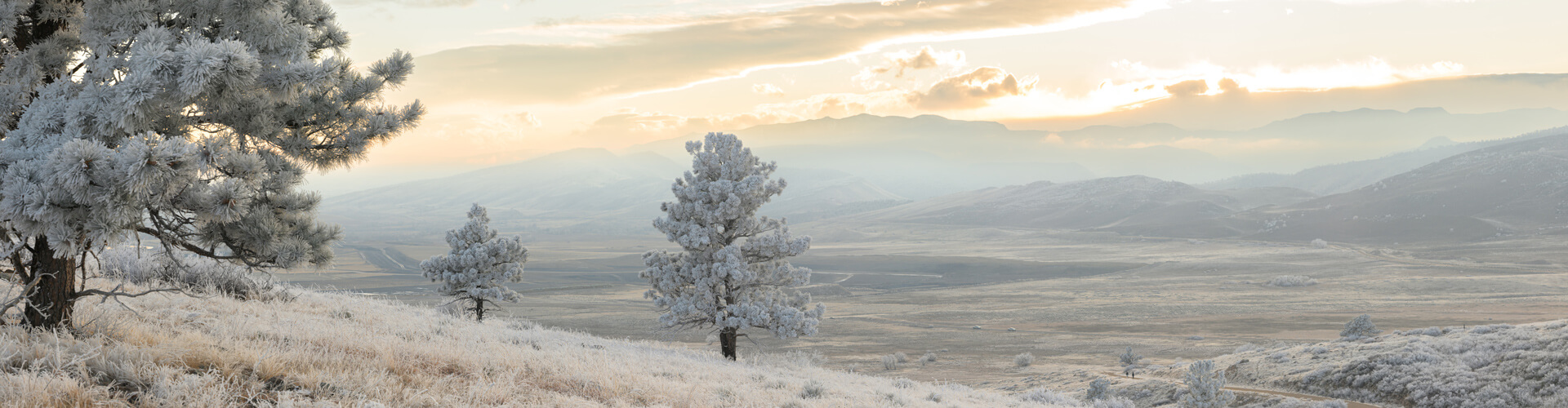 Three pine trees covered in frost with the foothills in the background