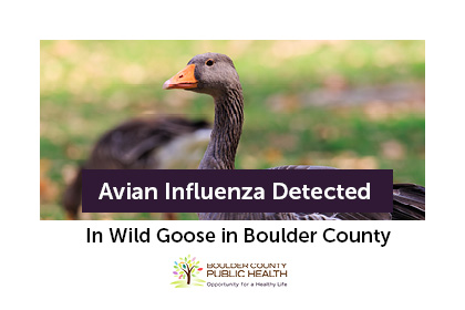 Avian Influenza Detected in Wild Goose in Boulder County