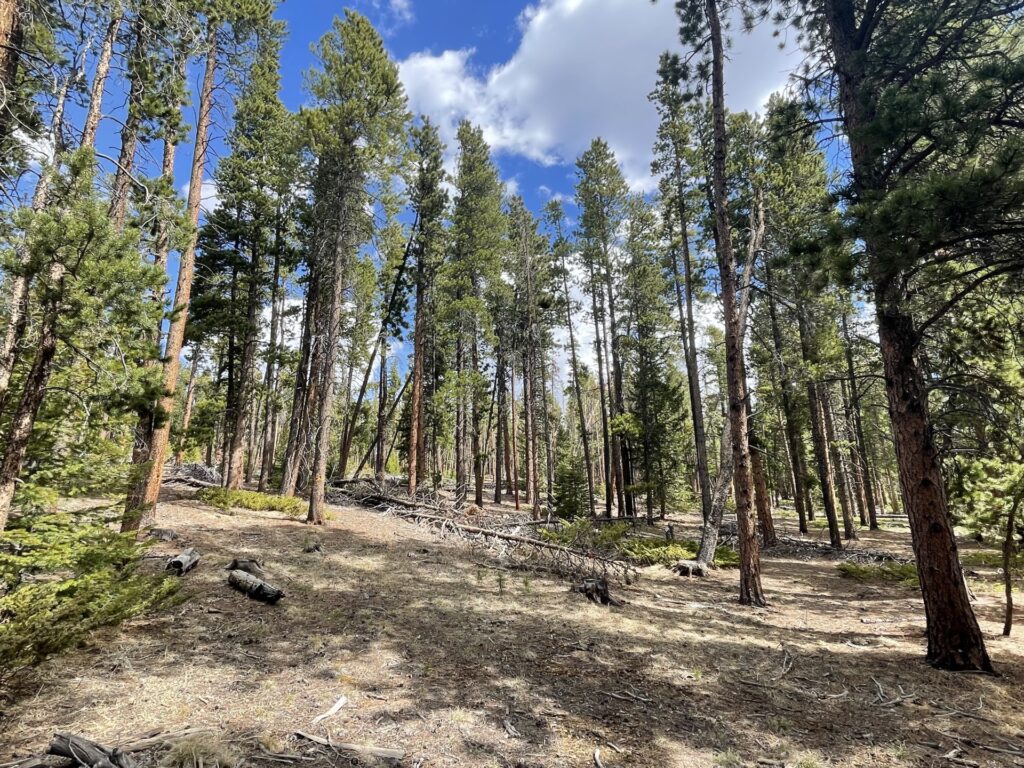 Another view of the project area showing a densely forested area with lodgepole pines