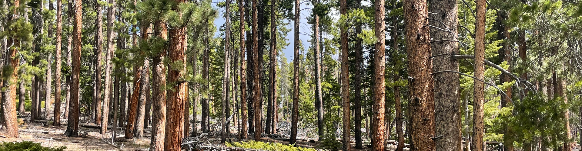 A heavily forested area with dense pine trees