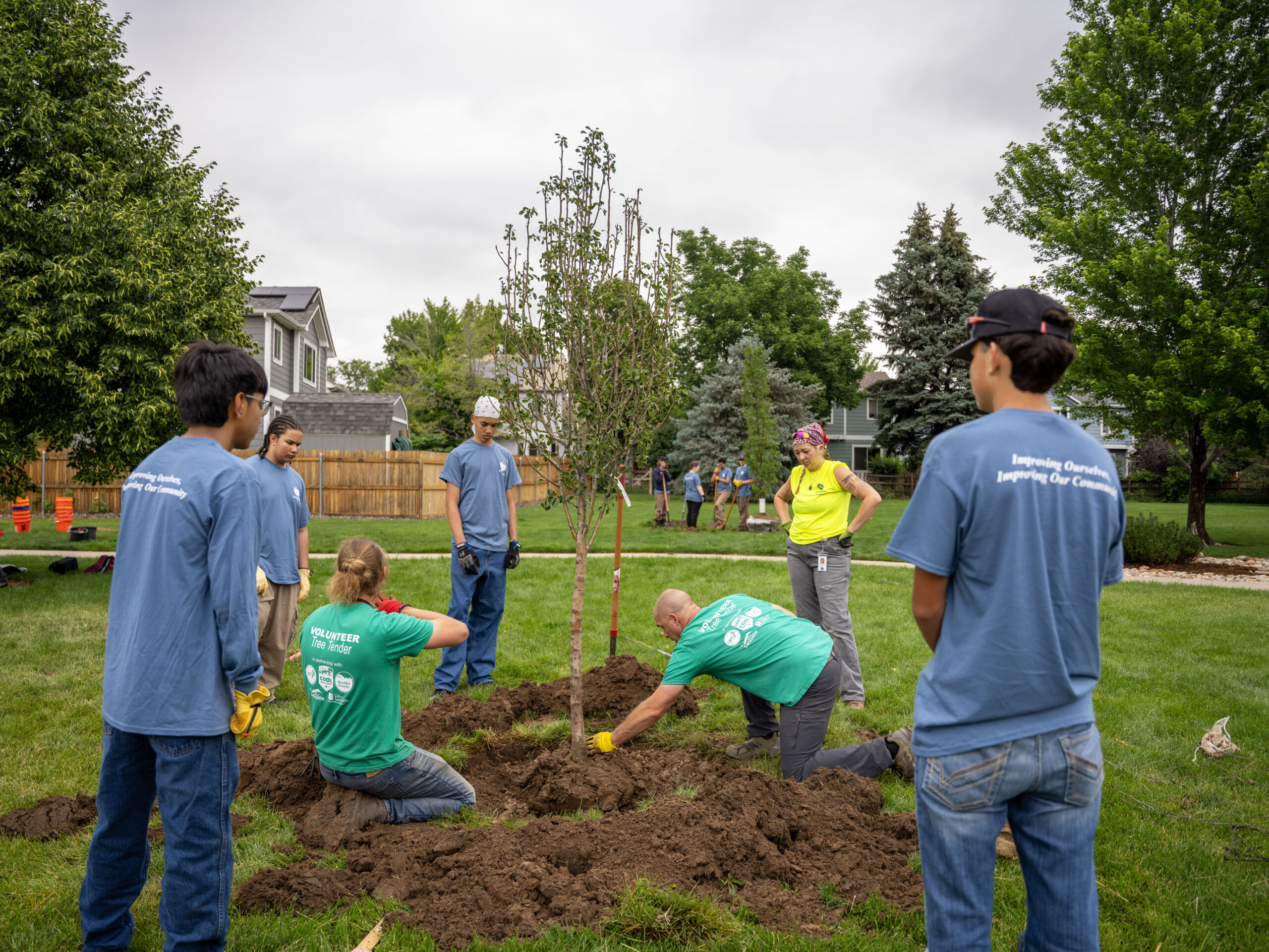 A young leafy tree getting planted in the ground by two men in green shirts while a crew of five teens watches. The tree is being planted in a grassy yard area.