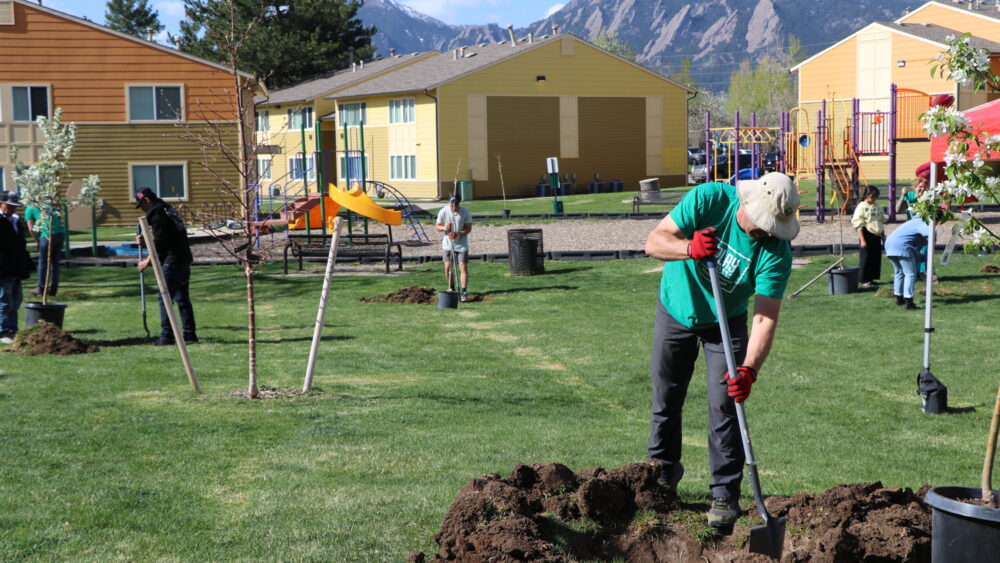 A man in a green shirt and bucket hat digs a hole for a new tree in the grass near a playground and houses. Other people are around him also planting trees.