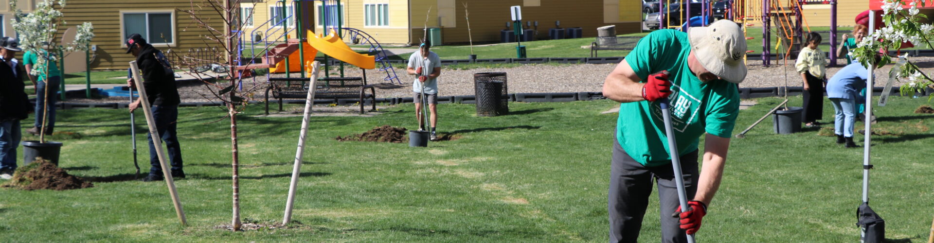 A man in a green shirt and bucket hat digs a hole for a new tree