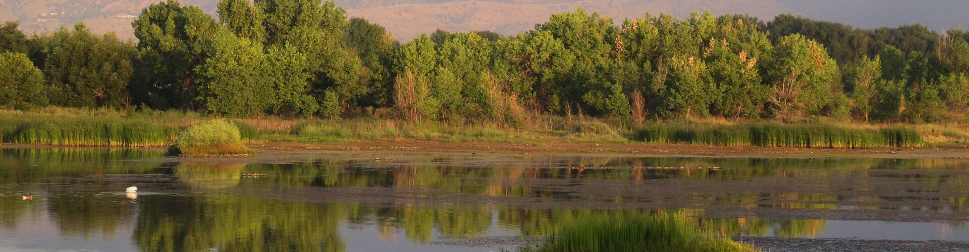 panoramic view of marshy land and water plants