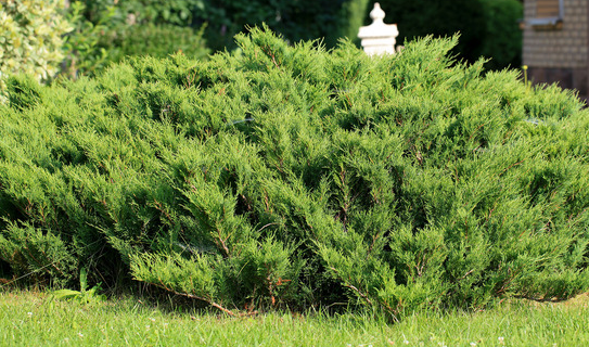 Wildfire Partners Launches Multi-Family Wildfire Mitigation Rebate Pilot Program