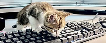 Cat inspecting a keyboard