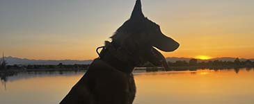 Sheriff's Office Canine enjoying the sunset