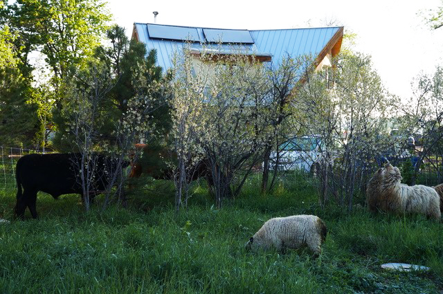 Black cows and white sheep eat grasses and shrubs in front of a house with solar panels.