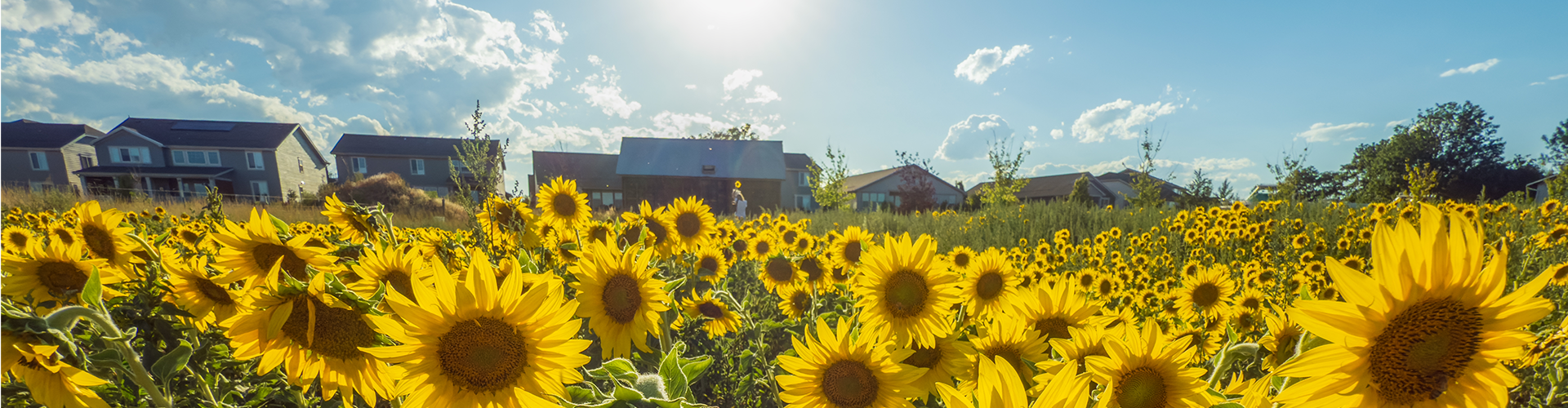 field of sunflowers in front of a row of houses in Longmont