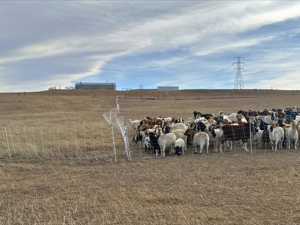 A Town of Superior fire mitigation goat crew in a fenced off field