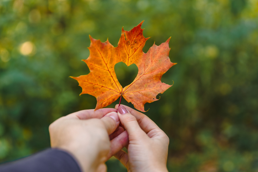 A yellow maple leaf in hand with heart in the middle.