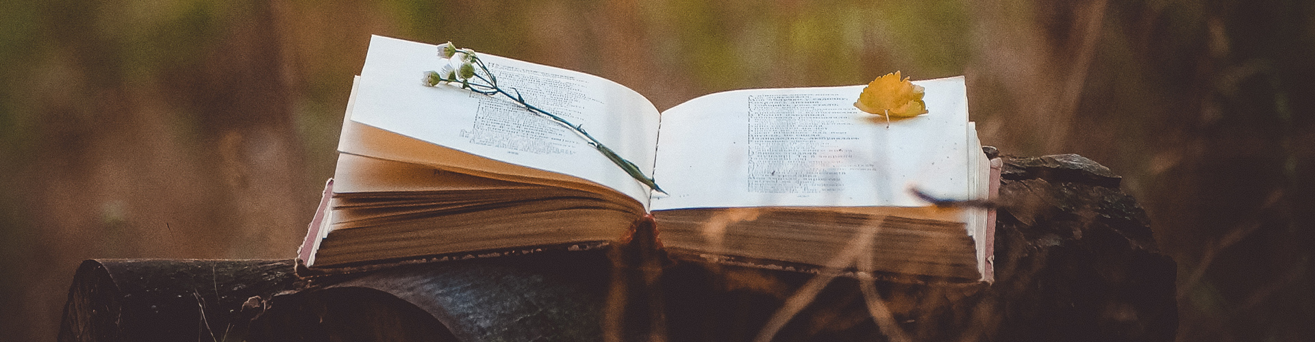 A journal on a log with a leaf and flower siting on the open pages.