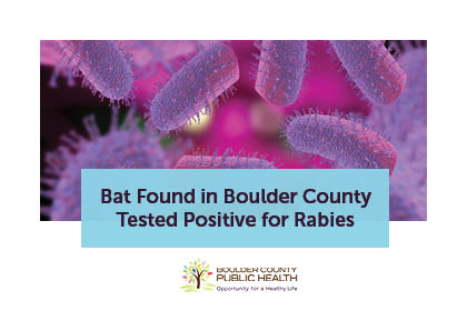 Graphic showing a magnified microscope image of the rabies virus in the background. The text reads, “Bat Found in Boulder County Tested Positive for Rabies.” The Boulder County Public Health logo appears on the graphic.