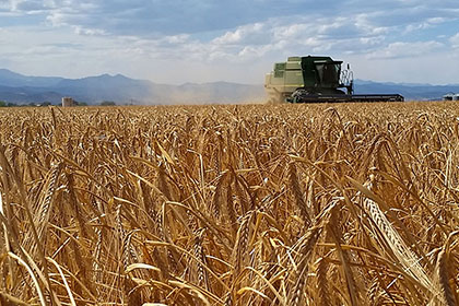 A combine harvests barley in field in Boulder County.
